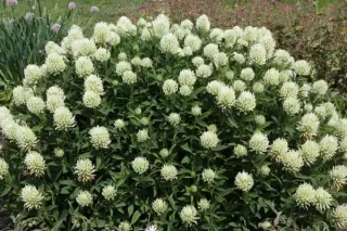 Trifolium ochroleucon