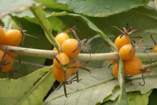 Triosteum perfoliatum