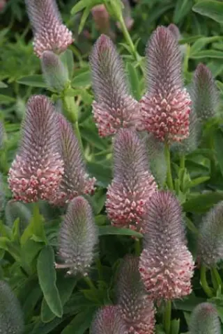 Trifolium rubens 'Peach Pink'