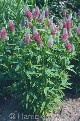 Trifolium rubens