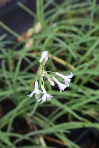 Tulbaghia violacea 'Alba'