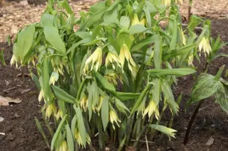 Uvularia flava (grandiflora 'Pallida')