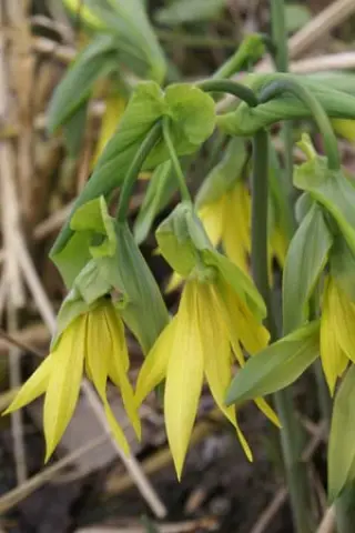 Uvularia grandiflora (donkergele vorm)