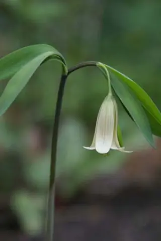 Uvularia sessilifolia