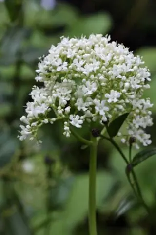 Valeriana alliariifolia var. tiliifolia PAB3001
