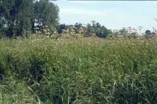 Valeriana officinalis