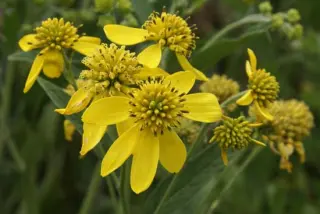 Verbesina alternifolia (Dixter vorm)
