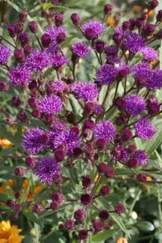 Vernonia angustifolia x missurica (lage vorm)