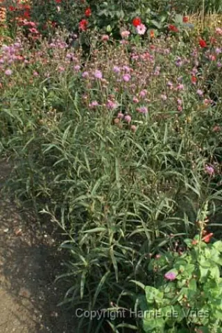 Vernonia angustifolia