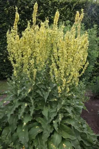 Verbascum 'Christo's Yellow Lightning'
