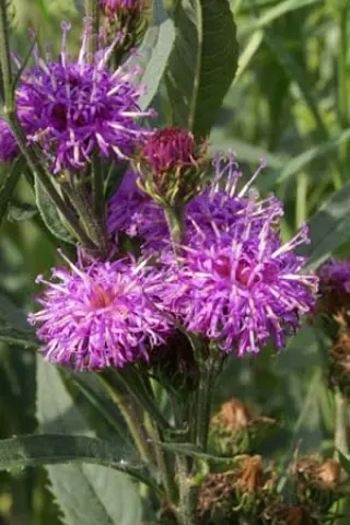 Vernonia glauca