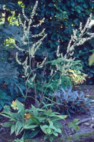 Veratrum maackii