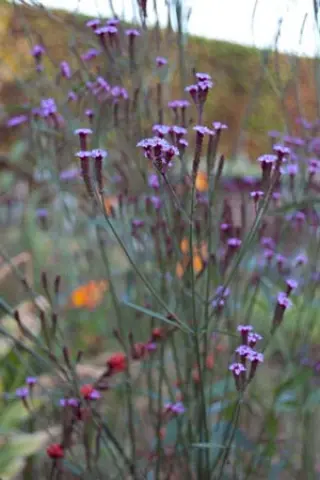 Verbena macdougalii ex 'Lavender Spires'