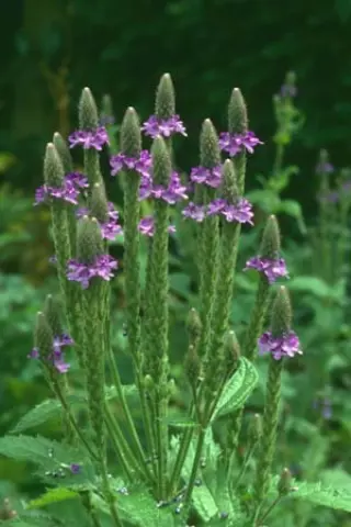 Verbena macdougalli