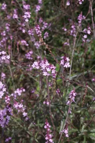 Verbena officinalis var grandiflora 'Bampton'