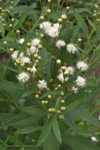 Vernonia 'Speyerer Schneekuppel'