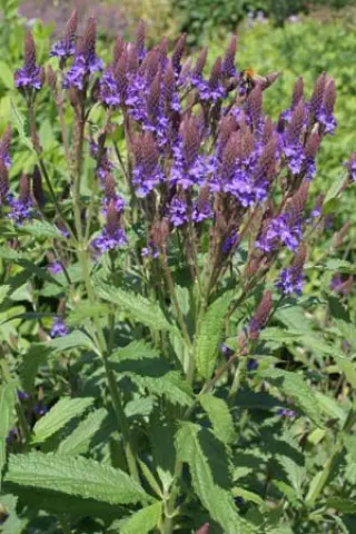 Verbena stricta