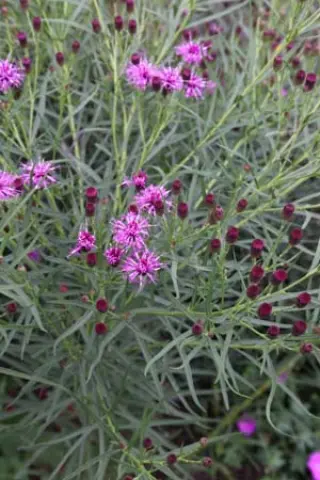 Vernonia 'Summer Surrender'