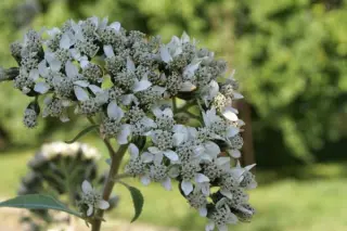 Verbesina virginica