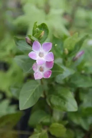 Vinca difformis 'Jenny Pym'