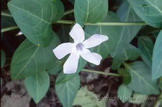 Vinca difformis