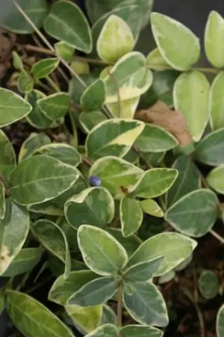 Vinca minor 'Aureomarginata'