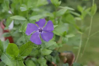 Vinca minor 'Bowles Variety'