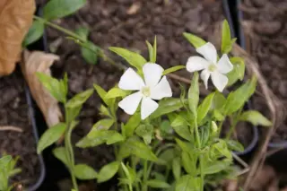 Vinca minor 'Elisa'