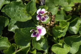Viola 'Alice Witter'