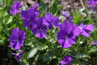 Viola cornuta 'Inverurie Beauty'