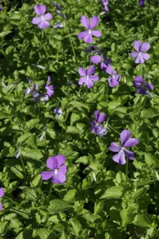 Viola cornuta 'Minor'