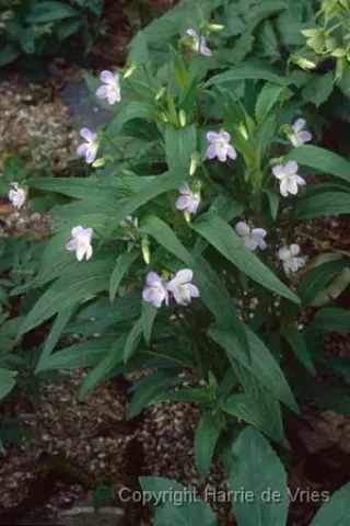 Viola elatior