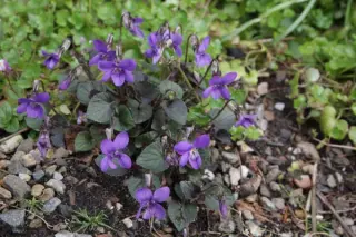 Viola labradorica 'Purpurea' (V. Rivin.)