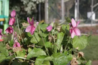 Viola odorata 'Coeur D'alsace'