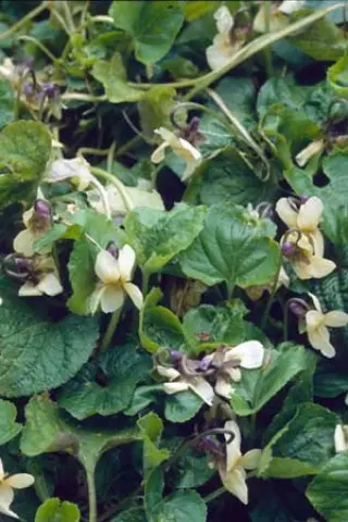 Viola odorata 'Miracle Vanilla White'
