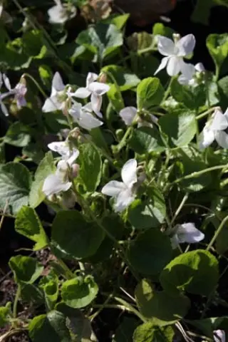 Viola odorata 'Mme Armandine Pagès'