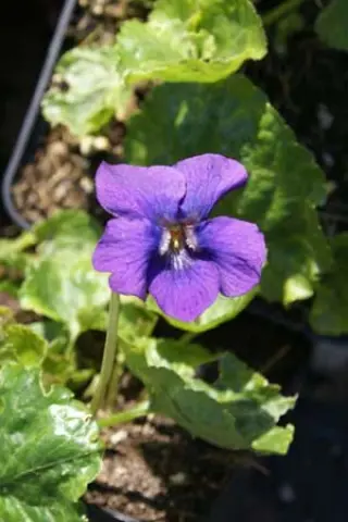 Viola odorata 'Royal Robe'