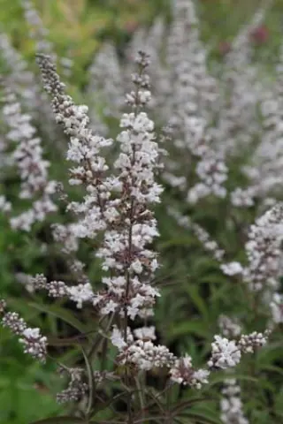 Vitex agnus-castus 'Albus'