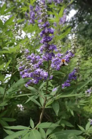 Vitex agnus-castus 'Latifolius'