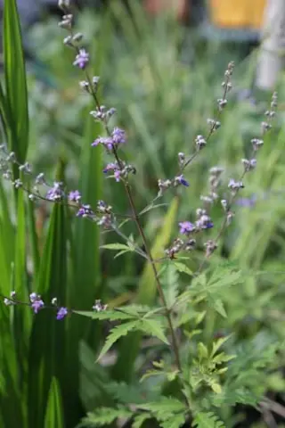 Vitex negundo cannabifolia
