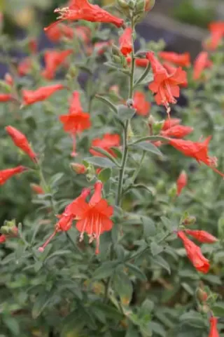 Zauschneria californica 'Ed Carman'