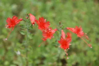 Zauschneria latifolia