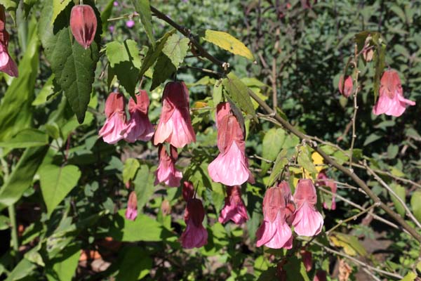 Abutilon 'Pink Charm'