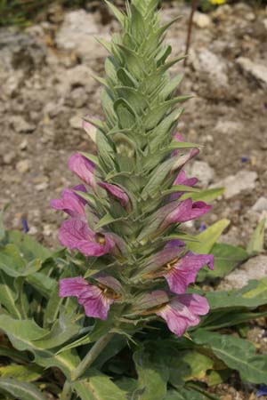 Acanthus dioscorides