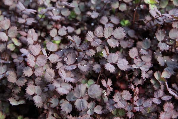 Acaena inermis 'Purpurea'