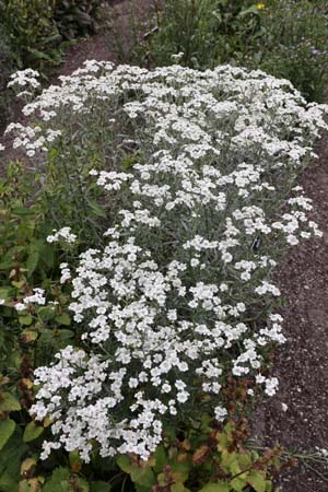 Achillea cartilaginea 'Silver Spray'