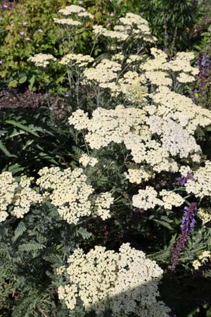 Achillea 'Hymne'