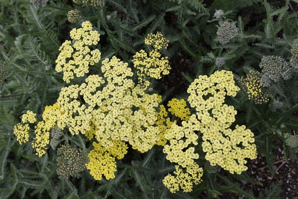 Achillea 'Lucky Break'