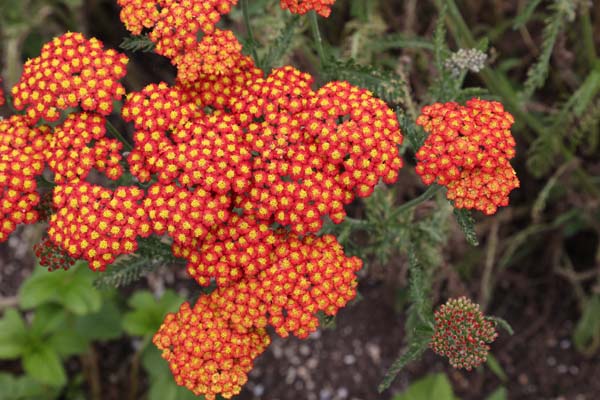 Achillea millefolium 'Desert Eve Red'