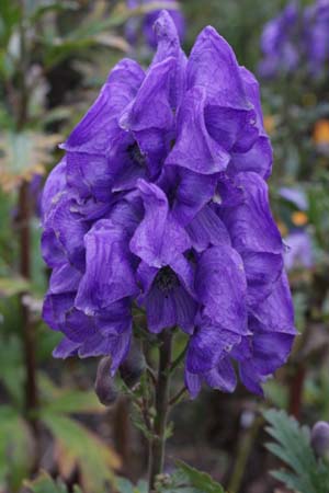 Aconitum ferox